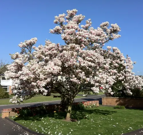 A Saucer Magnolia tree in full bloom with pink and white flowers against a clear blue sky