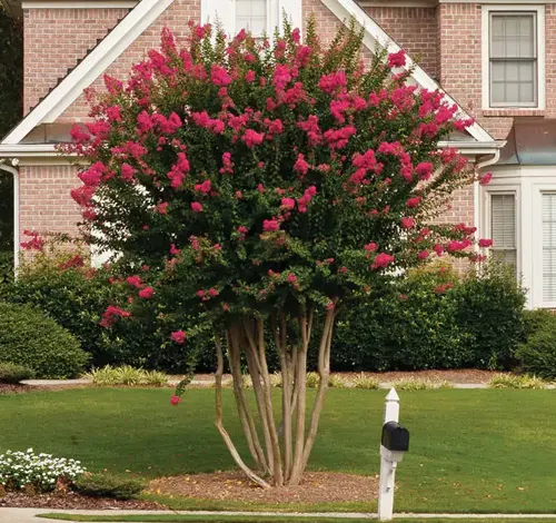 A vibrant Crepe Myrtle tree with pink blossoms in front of a brick house