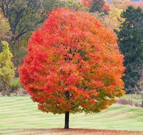 A vibrant Sugar Maple tree showcasing its bright red and orange foliage during autumn
