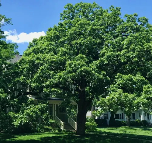 A lush green Oak tree in front of a house