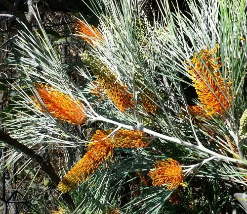 Close-up of Fern-leaved grevillea plant with orange flowers