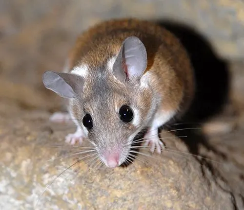 A close-up of a Spiny Mouse with large ears and dark eyes on a rocky surface