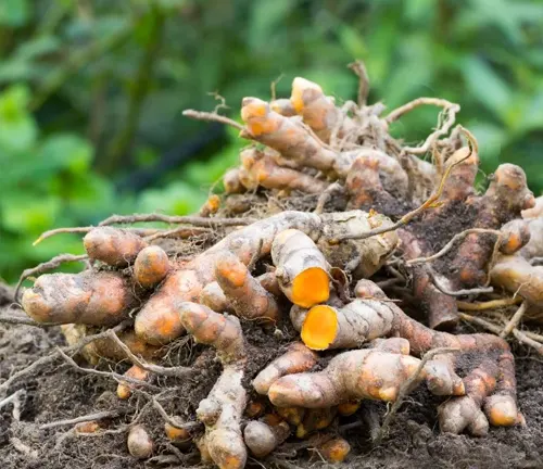 Freshly harvested turmeric roots with soil