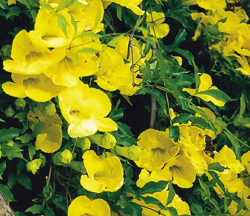 Cluster of vibrant yellow Cat’s Claw flowers amidst green leaves