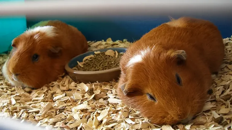 two guinea pigs in a habitat with light-colored wood shavings serving as bedding