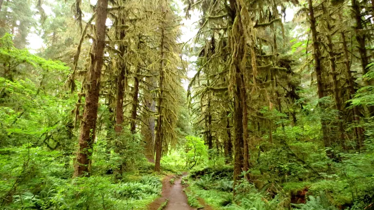 Olympic National Forest