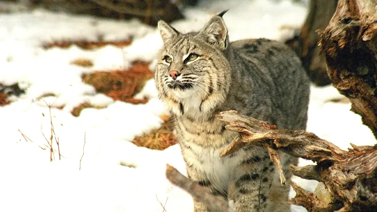 Bobcat standing amidst a snowy landscape in Allegheny National Forest