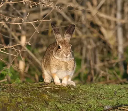 Brush Rabbit sitting on a mossy ground amidst twigs