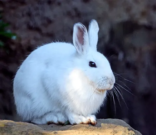 White Japanese Hare with bright eyes and long whiskers, sitting on a rock in a dark background