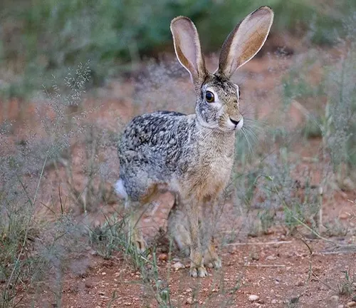 Cape Hare, characterized by its large ears and speckled fur, standing alert in a field with sparse vegetation in a semi-arid environment