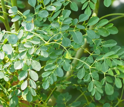 Close-up view of vibrant green Moringa tree leaves