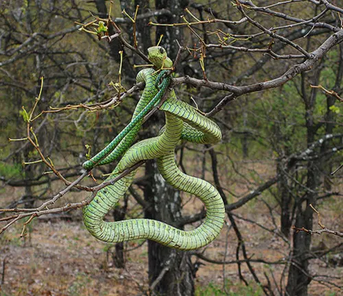 Green Boomslang snake with yellow head on tree branch in forest