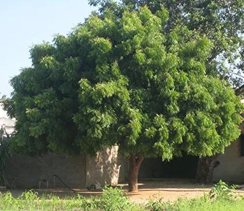 a lush, green Neem tree standing in an open area with visible grass and soil around its base
