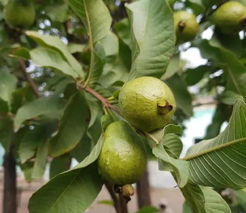 Green guavas hanging from a tree with lush leaves