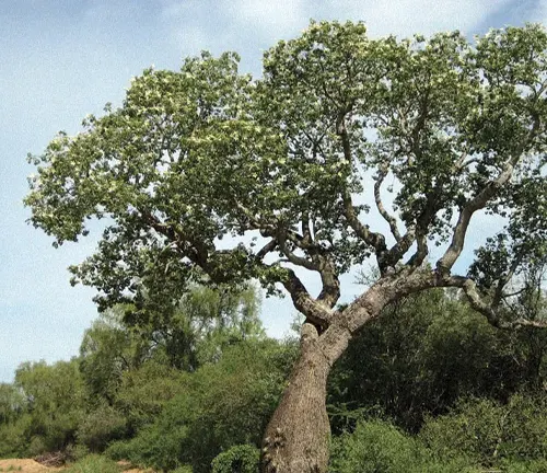a large, mature Palo Santo tree with a thick, sturdy trunk and an expansive canopy of lush green leaves, standing alone in a natural habitat or open field under a clear sky