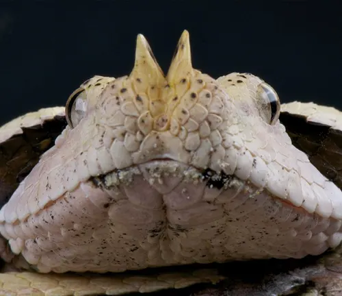 Close-up of a Gaboon Viper’s head against a black background