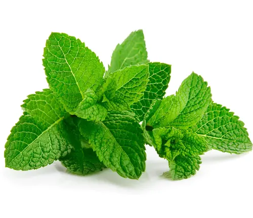 a cluster of vibrant green peppermint leaves with a textured surface and distinct, intricate vein patterns, isolated against a clean, white background