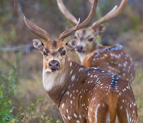 Two Axis Deer with spotted coats in a natural setting