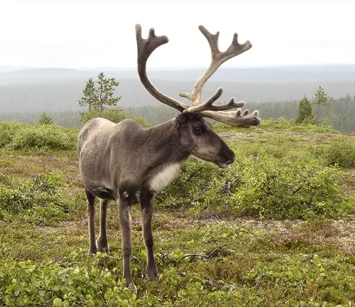 Reindeer with large antlers standing in a green field with a forest in the background