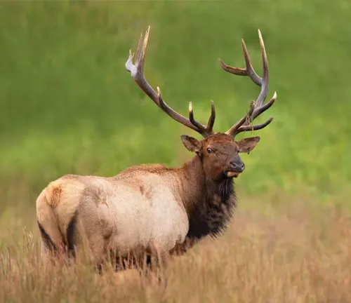 North American Elk standing in a grassy field