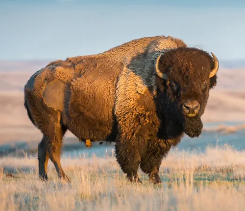 A Plains bison standing in a grassy field under a clear sky
