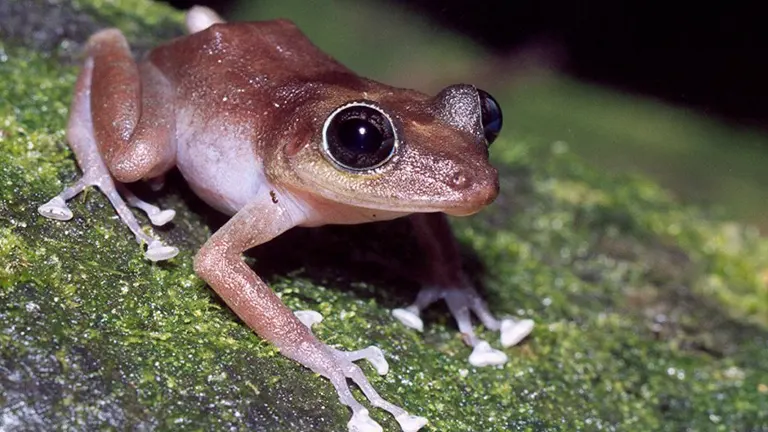 A close-up of a brown frog with large, black eyes, sitting on a mossy rock at Akaka Falls State Park
