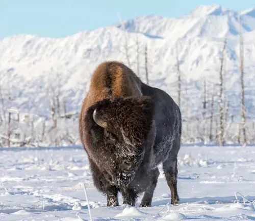 A Wood Bison standing in a snowy landscape with sparse trees and snow-capped mountains in the background