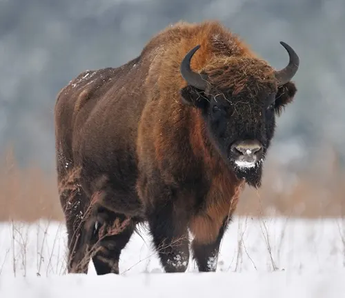 European Bison standing in a snowy field