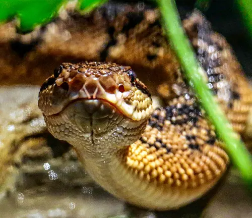 Close-up of a Bushmaster snake’s head and neck