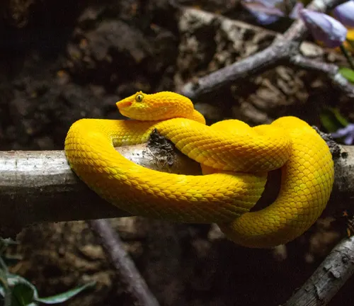 Bright yellow Eyelash Viper coiled on a branch in a forest