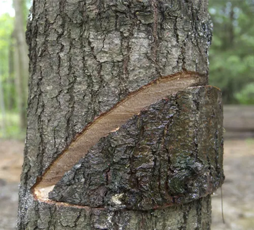 Close-up of a tree trunk with a wedge cut for safe tree felling