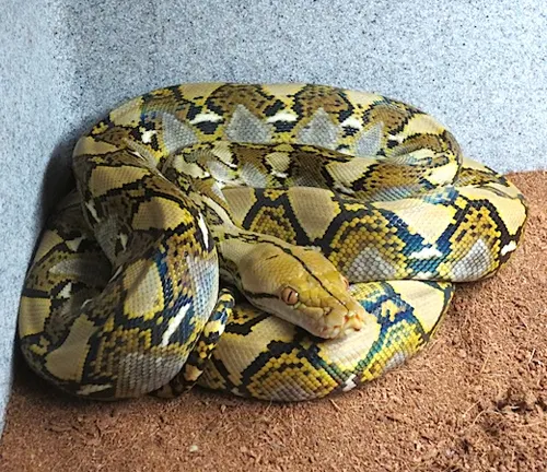 Coiled reticulated python with yellow and black patterns on a brown surface