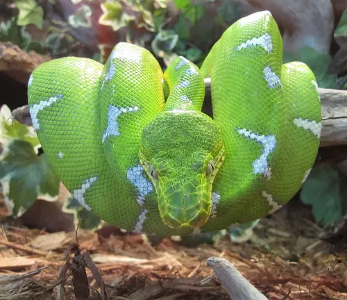 Emerald Tree Boa coiled around a branch in a natural habitat setting