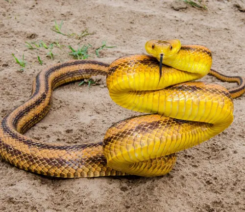 Yellow Rat Snake