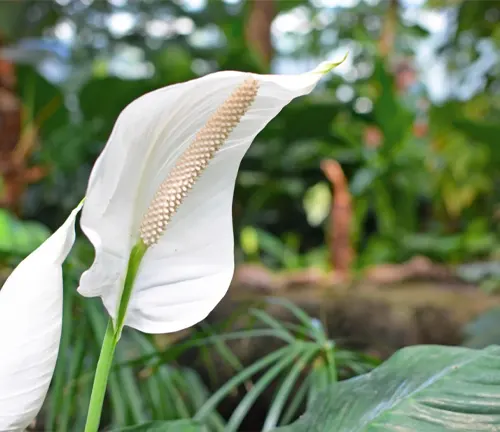 Close up of a white Peace Lily flower with green foliage in the background