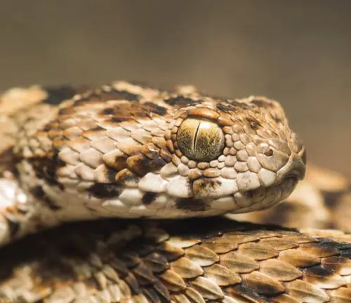 Saw-scaled viper, Venomous, Middle East, Africa