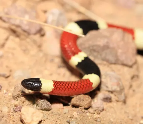 Close up of a Western Coral Snake on a rocky ground