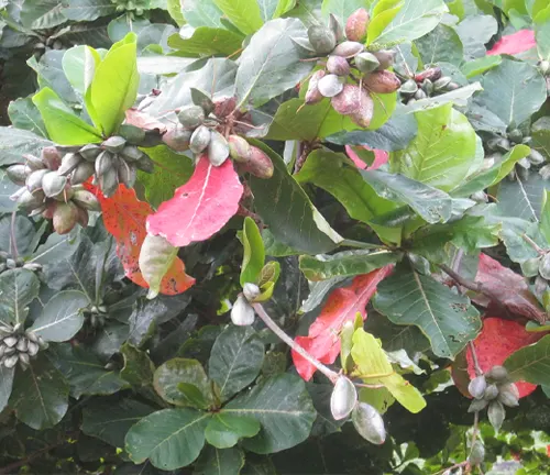Close-up of Talisay tree leaves and fruit