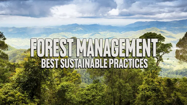 Forest Management: Best Sustainable Practices - Forestry.com