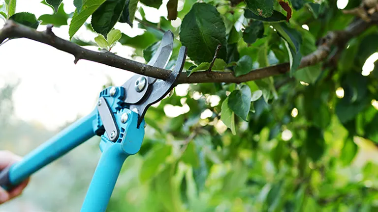 A person pruning a tree branch with blue shears
