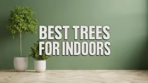 Best Trees for Indoors