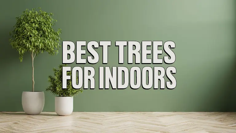 Best Trees for Indoors