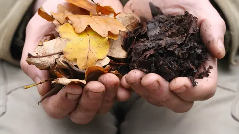 Hands holding dry leaves and leaf mold