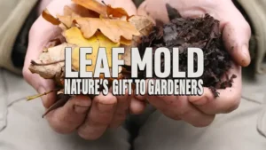 Leaf Mold: Nature's Gift to Gardeners