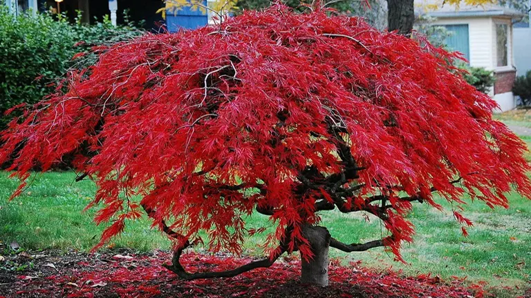 A vibrant red Japanese Maple tree in a front yard.