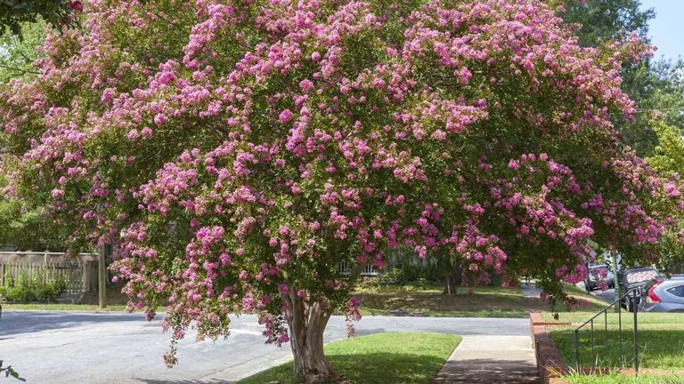 A Crepe Myrtle tree with vibrant pink blossoms in a front yard