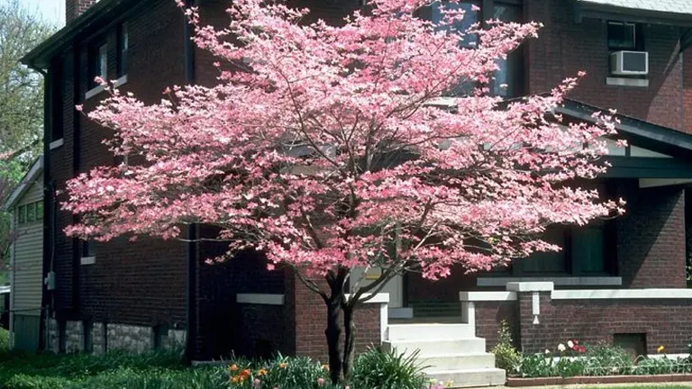 A blooming Dogwood tree in front of a brick house