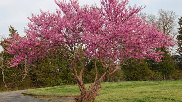 A vibrant Eastern Redbud tree in full bloom with pink flowers, situated in a green yard