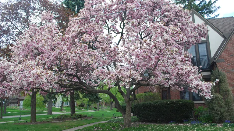 A Saucer Magnolia tree in full bloom in front of a house