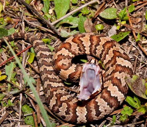 Coiled Cottonmouth snake with open mouth in grassy area